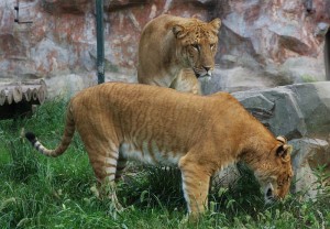 Liger, eine Kreuzung aus männlichem Löwen und weiblichem Tiger.